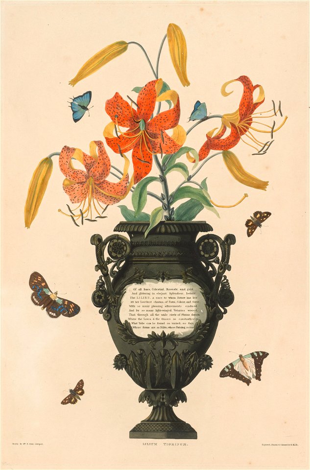Robert Havell (British, 1769-1832) - A Selection of Hexandrian Plants, belonging to the natural order of Amaryllidae and Liliacae, Tiger Lily - 1946.252 - Cleveland Museum of Art