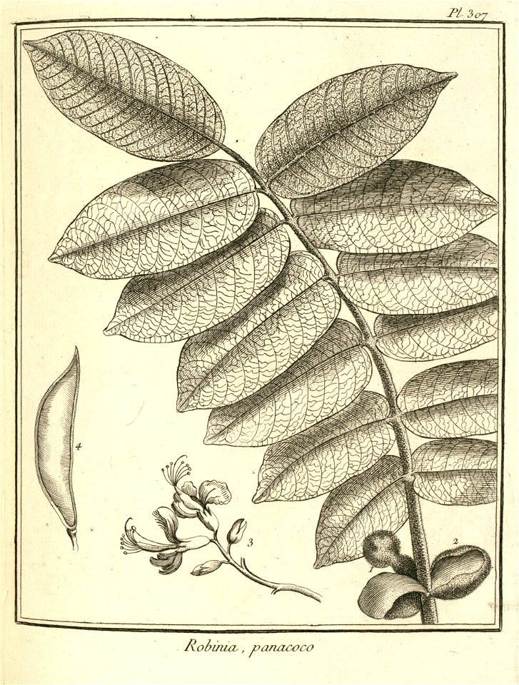 Robinia panacoco Aublet 1775 pl 307