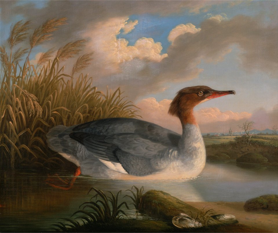 Robert Wilkinson Padley - A Dun Diver (Goosander) - Google Art Project