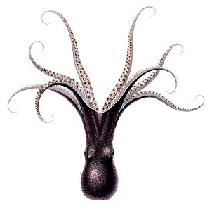 Robsonella fontaniana Oudart