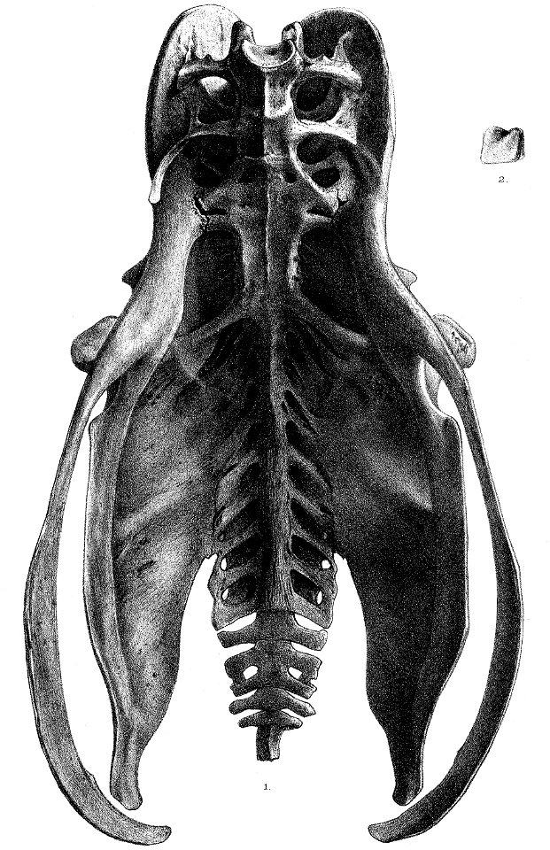 Rodrigues Solitaire male pelvis