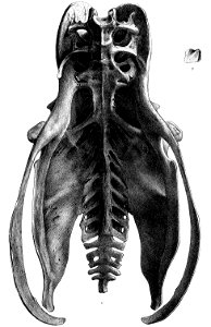 Rodrigues Solitaire male pelvis