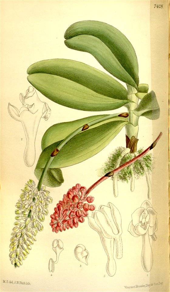 Robiquetia mooreana (as Saccolabium mooreanum) - Curtis' 121 (Ser. 3 no. 51) pl. 7428 (1895). Free illustration for personal and commercial use.