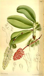 Robiquetia mooreana (as Saccolabium mooreanum) - Curtis' 121 (Ser. 3 no. 51) pl. 7428 (1895)