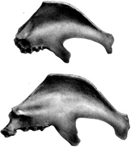 Rodrigues Solitaire sterna