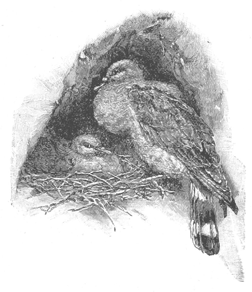 Robinson Crusoe Walter Paget 1896 053