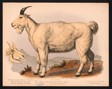 Rocky Mountain goat. Aplocerus montanus LCCN2017660739