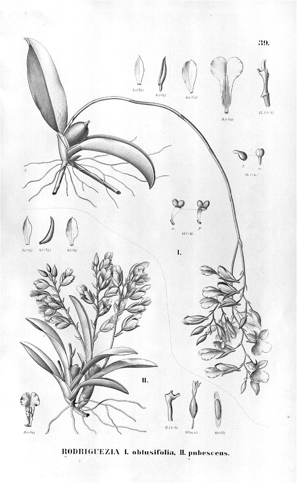 Rodriguezia obtusifolia - Rodriguezia pubescens-Fl.Br.3-6-39. Free illustration for personal and commercial use.