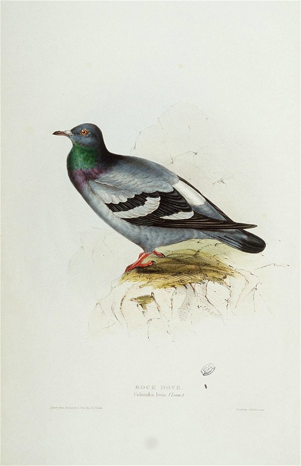 Rock Dove