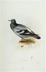 Rock Dove