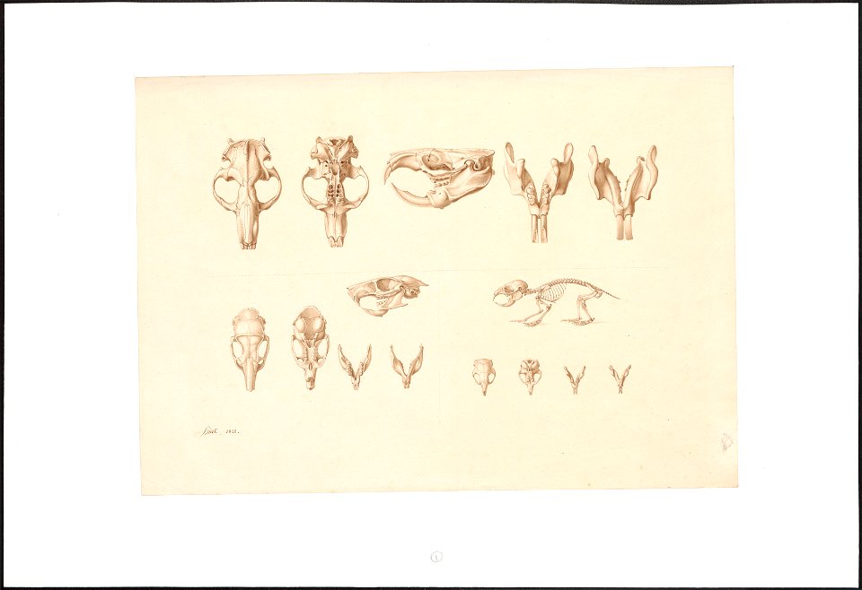 Rodentia - skelet en schedels - 1822 - Print - Iconographia Zoologica - Special Collections University of Amsterdam - UBA01 IZAA100076