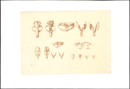 Rodentia - skelet en schedels - 1822 - Print - Iconographia Zoologica - Special Collections University of Amsterdam - UBA01 IZAA100076
