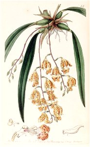 Rodriguezia sticta (as Burlingtonia maculata) - Edwards vol 25 (NS 2) pl 44 (1839)