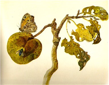 Rochus van Veen - Vlinder en blauwe vlieg