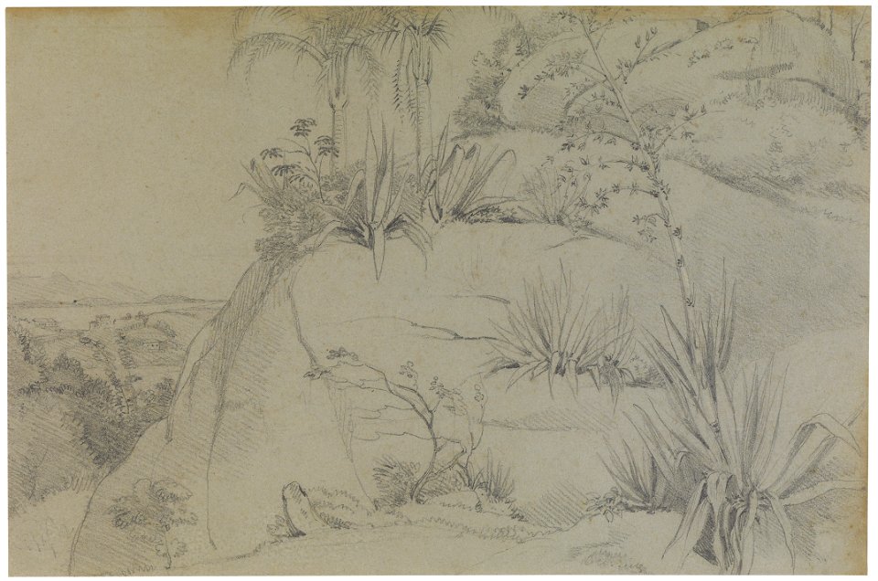 Rock plants, da Coleção Brasiliana Iconográfica