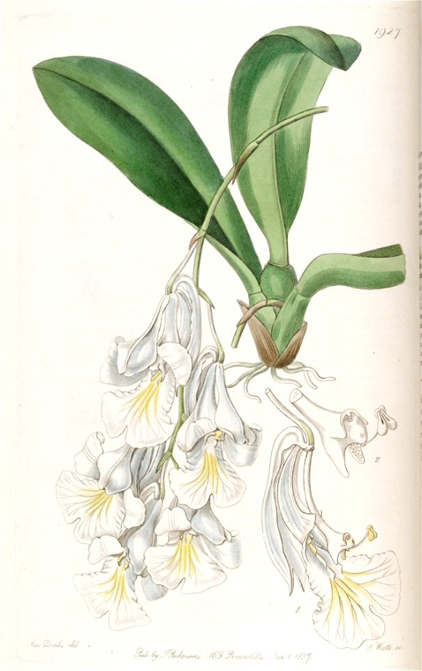 Rodriguezia (Burlingtonia) candida - Edw v. 23 (1837) pl 1927