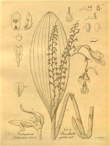 Rodriguezia lehmannii - Stelis gelida (as Pleurothallis gelida) - Xenia 3 pl 267. Free illustration for personal and commercial use.
