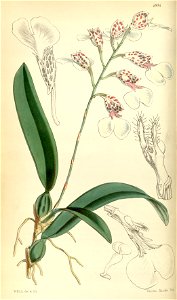 Rodriguezia decora (as Burlingtonia decora) - Curtis' 81 (Ser. 3 no. 11) pl. 4834 (1855). Free illustration for personal and commercial use.