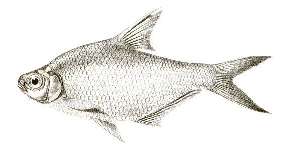 Rohtee alfrediana Achilles 147