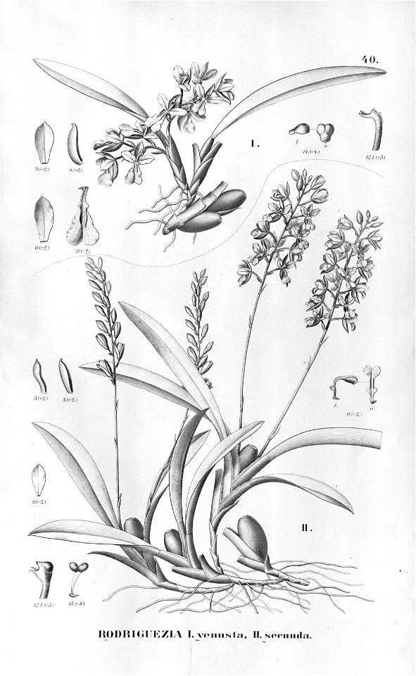 Rodriguezia lanceolata . . .Flora Brasiliensis3-6-40