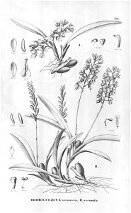 Rodriguezia lanceolata . . .Flora Brasiliensis3-6-40