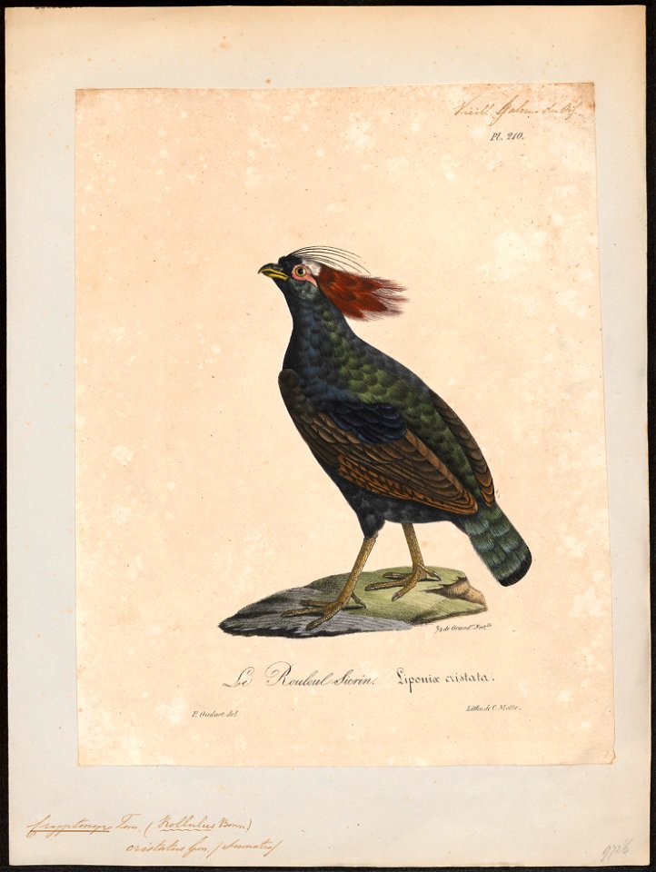 Rollulus roulroul - 1825-1834 - Print - Iconographia Zoologica - Special Collections University of Amsterdam - UBA01 IZ17100263