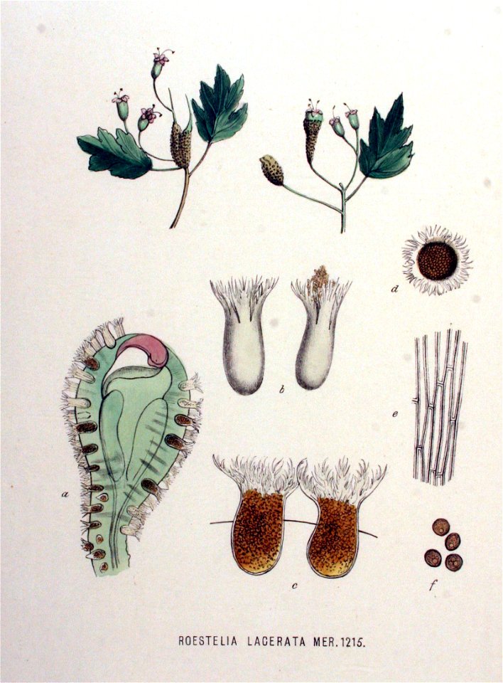 Roestelia lacerata — Flora Batava — Volume v16