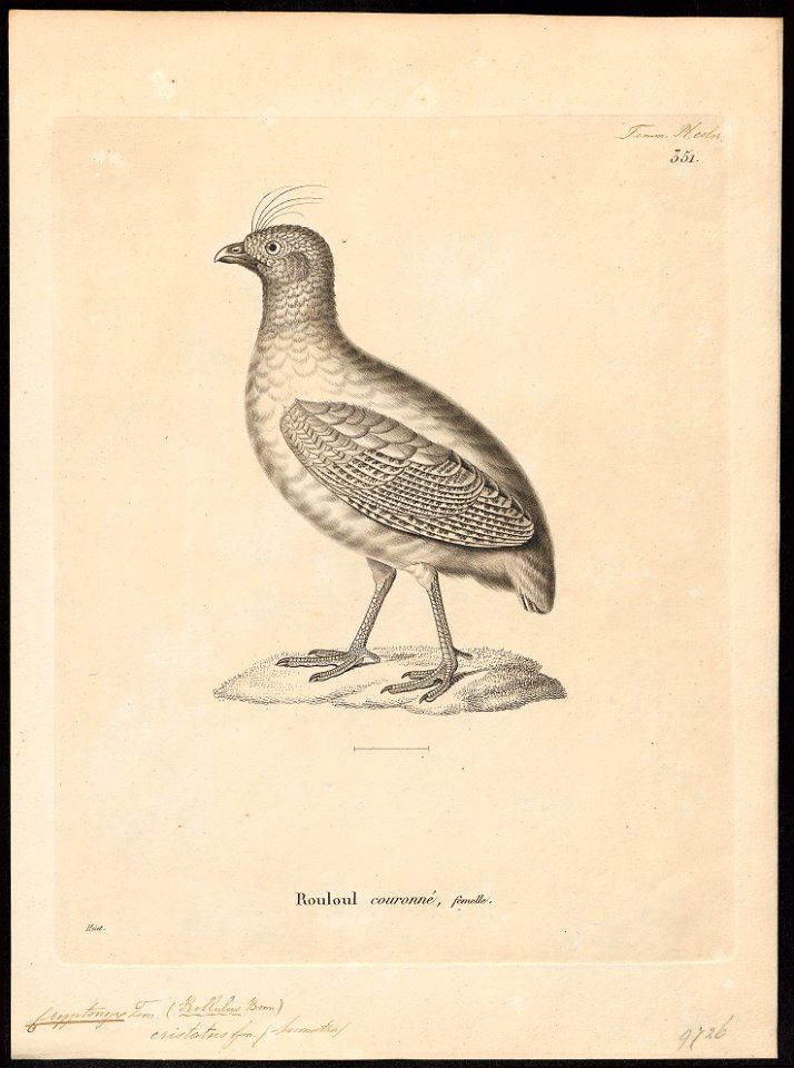 Rollulus roulroul - 1700-1880 - Print - Iconographia Zoologica - Special Collections University of Amsterdam - UBA01 IZ17100267