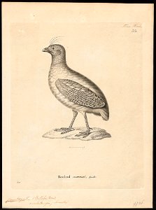 Rollulus roulroul - 1700-1880 - Print - Iconographia Zoologica - Special Collections University of Amsterdam - UBA01 IZ17100267