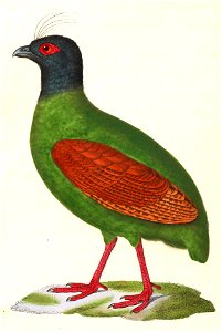 Rollulus rouloul female 1838