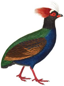 Rollulus rouloul male 1838 white background