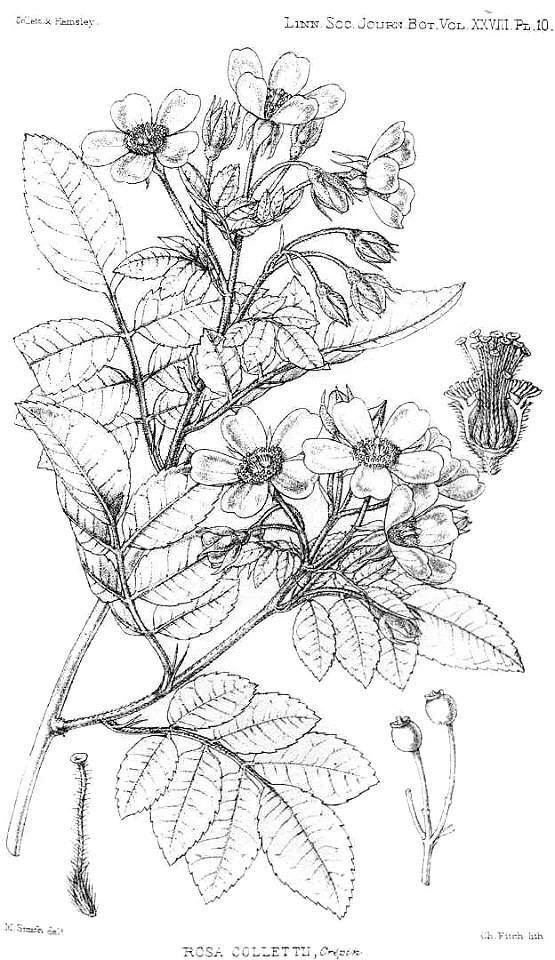 Rosa collettii