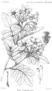 Rosa collettii