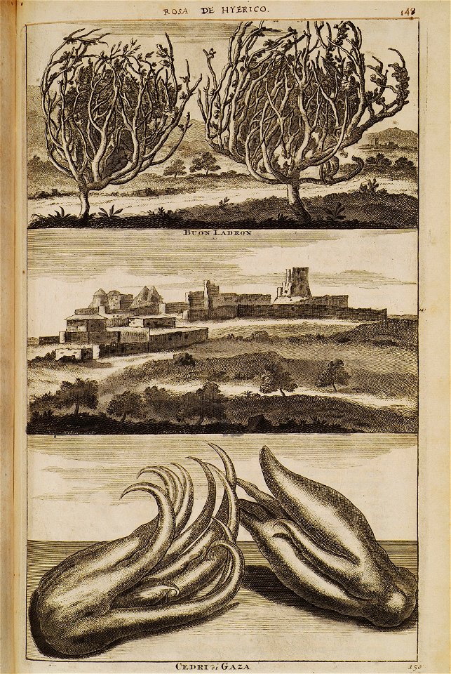 Rosa de Hyerico (148), Buon Ladron (149), Cedri di Gaza (150) - Bruyn Cornelis De - 1714