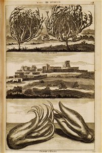Rosa de Hyerico (148), Buon Ladron (149), Cedri di Gaza (150) - Bruyn Cornelis De - 1714