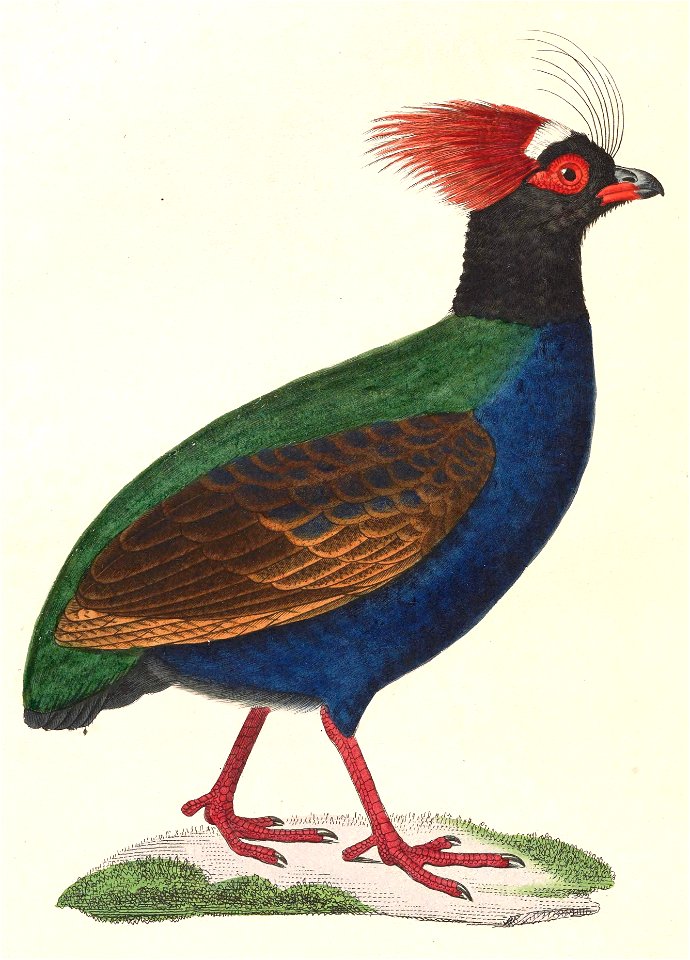 Rollulus rouloul male 1838