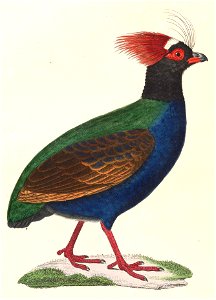 Rollulus rouloul male 1838