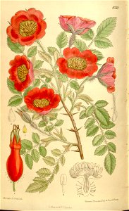 Rosa moyesii 136-8338