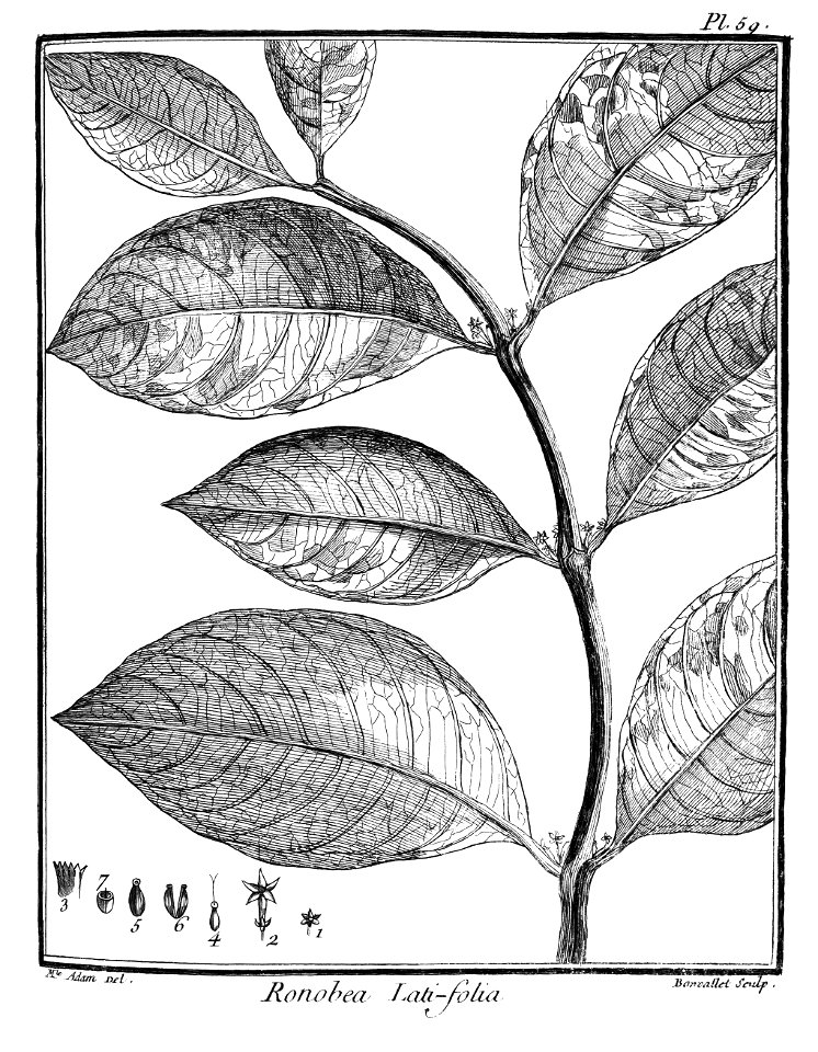 Ronabea latifolia Aublet 1775 pl 59