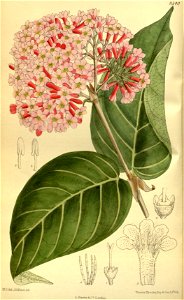 Rondeletia cordata 140-8540