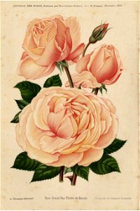 Rose Grand-Duc Pierre de Russie