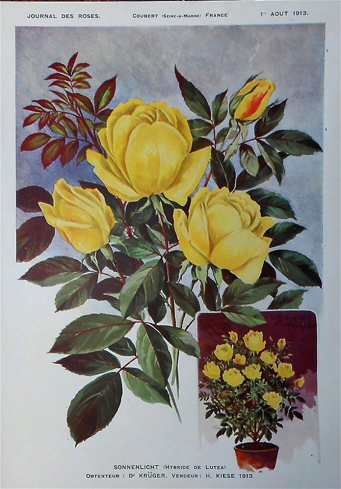 Rose Sonnenlicht