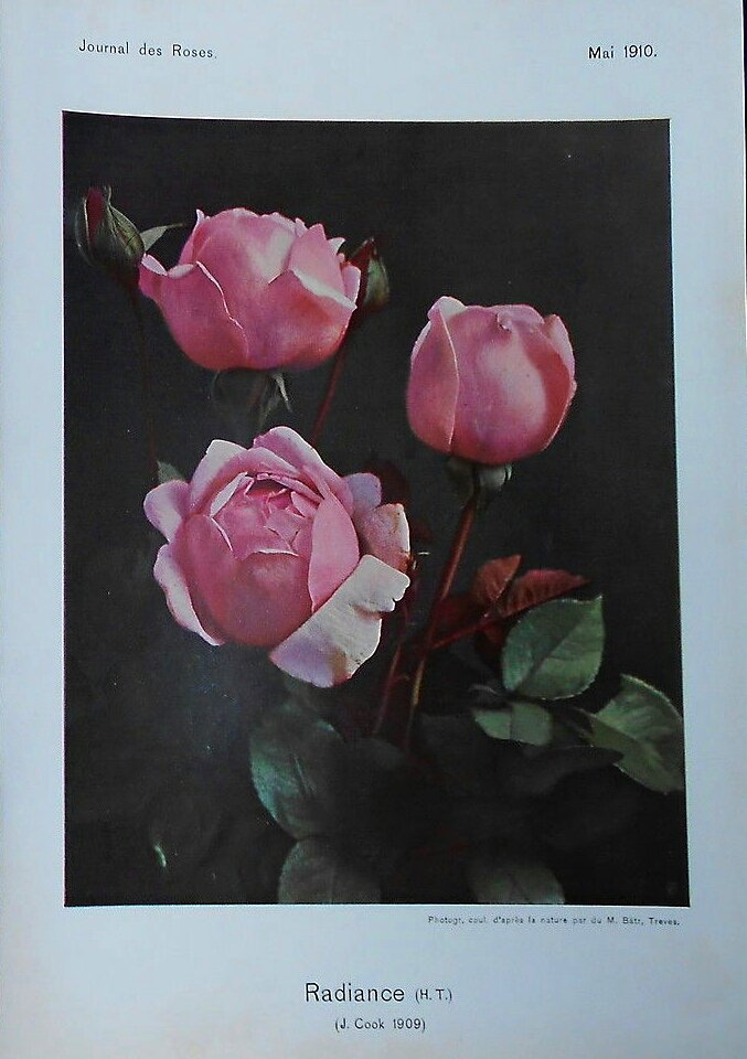 Rosa 'Radiance' 1909