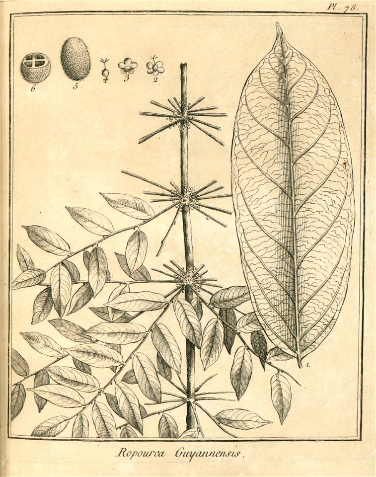 Ropourea guianensis Aublet 1775 pl 78
