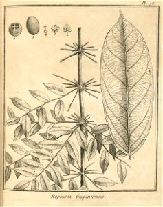 Ropourea guianensis Aublet 1775 pl 78