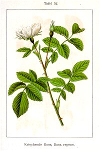 Rosa arvensis Sturm08052
