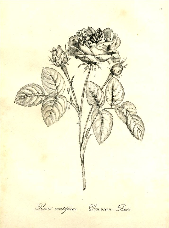 Rosa centifolia (BM 1899,0713.208.12)