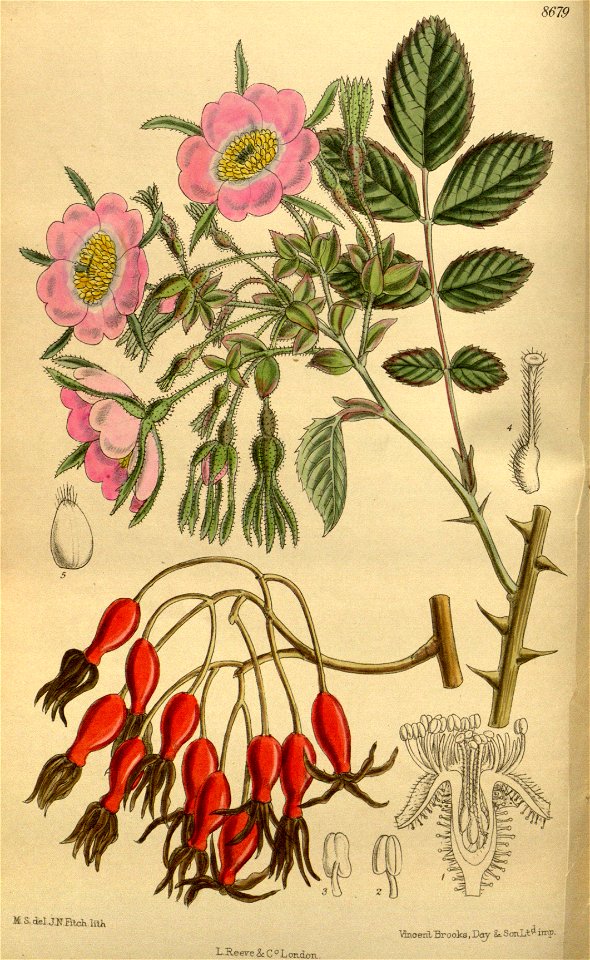 Rosa davidii 142-8679