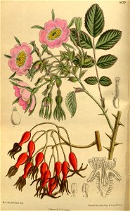 Rosa davidii 142-8679