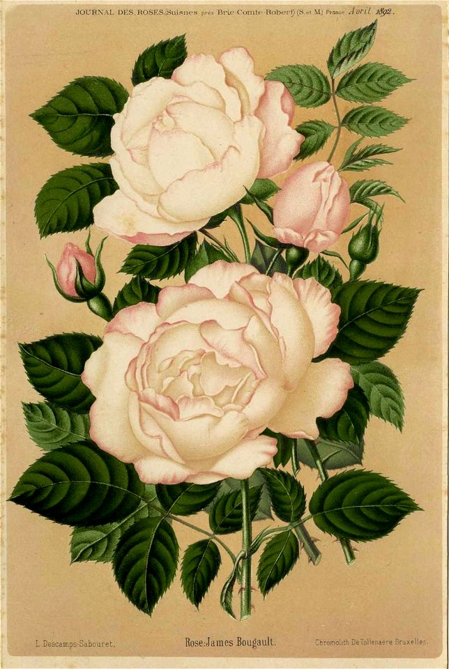 Rose James Bougault